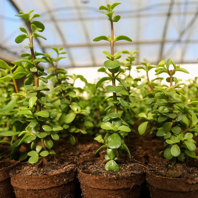 Environment Benefits of Spekboom Plant